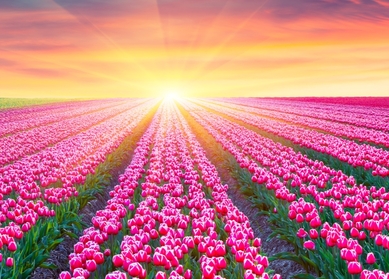 Tulip expedition | Treasure hunt to all the tulip fields of the netherlands